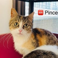 PINCEMI, chatte à adopter