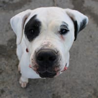 RIVERA, chienne à adopter