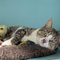 ROMEO, chat à adopter