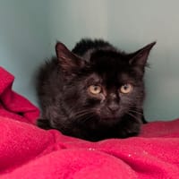 CLÉO, chatte à adopter