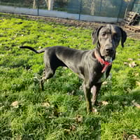 VANILLE, chienne à adopter