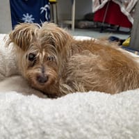 Elly, chien à adopter