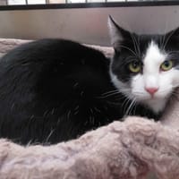 LOUKA, chatte à adopter