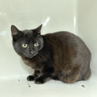 COMANCHES, chat à adopter