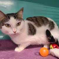 Popy, chatte à adopter