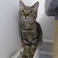 DOLOU (Réservé), chat à adopter