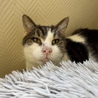 STEVE A17224, chat à adopter