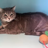 Mia, chatte à adopter