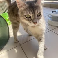 VICTOIRE, chatte à adopter