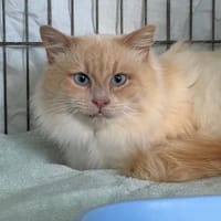 Jack, chat à adopter