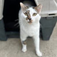 HORO, chat à adopter