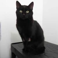 SUKI (reservée), chatte à adopter