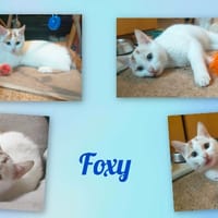 Foxy, chat à adopter