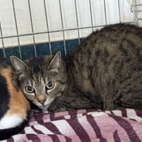 Mystère, chat à adopter