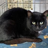 Lock, chat à adopter