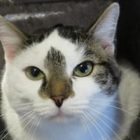 ROMEO, chat à adopter