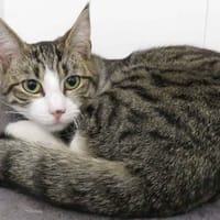 TOUDY (réservé), chat à adopter