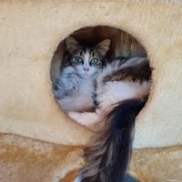 BINGO, chatte à adopter