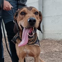 Bruno (Krokmou), chien à adopter