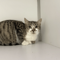 APACHE, chat à adopter