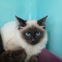 CHEYENNE, chatte à adopter