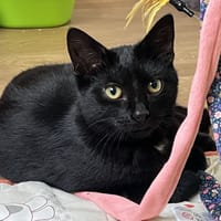 POKE, chat à adopter