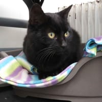 MYSTIC, chatte à adopter