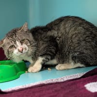 FLOCON, chat à adopter