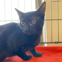BASTET, chatte à adopter