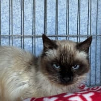 Sally, chatte à adopter