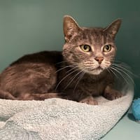 LILIGO, chatte à adopter