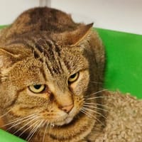 Margaux, chatte à adopter