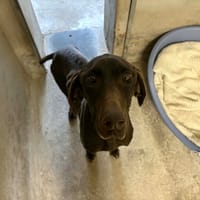 TINA, chienne à adopter