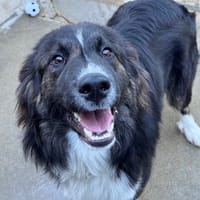 Floyd, chien à adopter