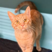 Aramis CAB4890, chat à adopter