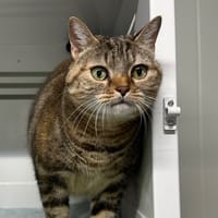 MIMINE, chatte à adopter