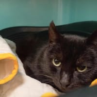 PHOLIOTE QCT, chat à adopter