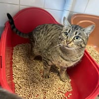 FETA, chatte à adopter