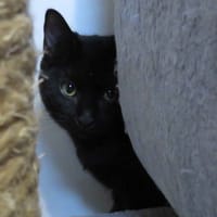 PIYAK, chatte à adopter