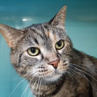 Mimi, chatte à adopter