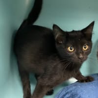 MAJOR, chat à adopter