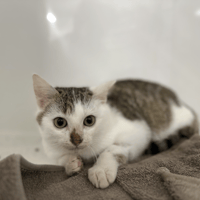 LEGEND, chat à adopter