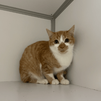 MOHAWKS, chat à adopter