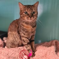 INA, chatte à adopter