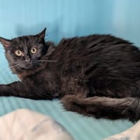 BIJOU, chat à adopter