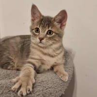 KAKY, chatte à adopter