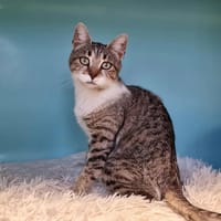 MINA, chatte à adopter