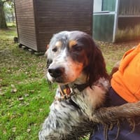 LAIKA, chienne à adopter