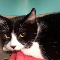 QUINCY QCT, chatte à adopter