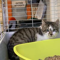 Pilou [Chaton], chat à adopter